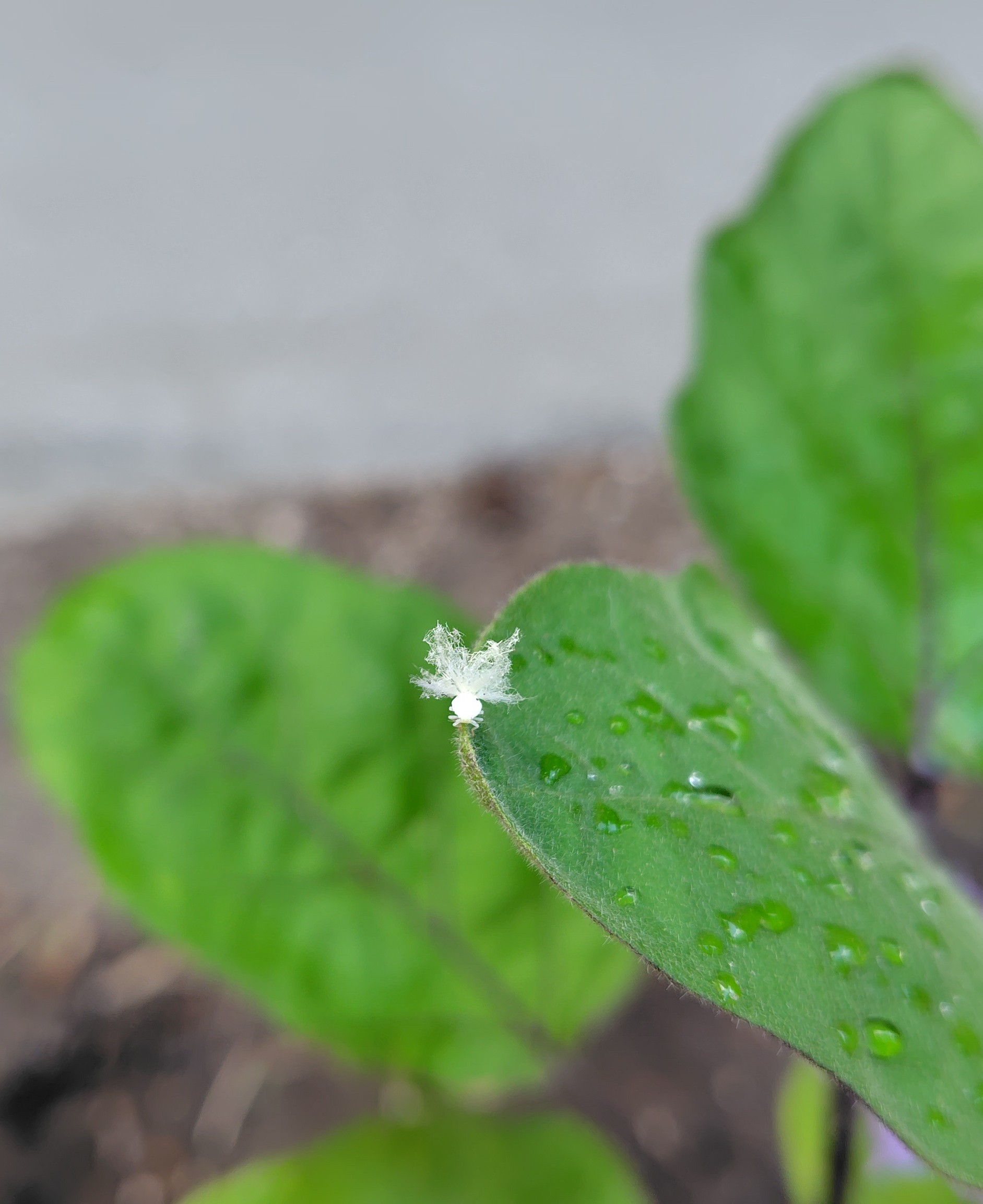 天使のような虫